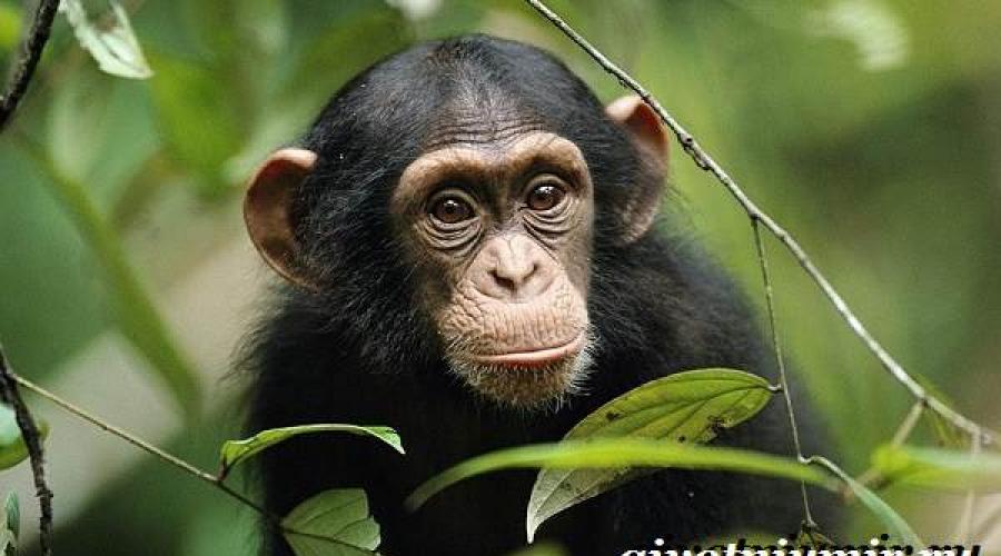 Шимпанзе обезьяна. Образ жизни и среда обитания шимпанзе